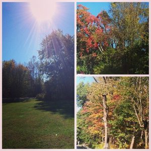 Fall foliage upstate.